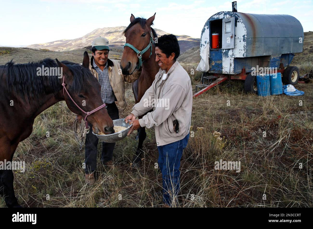 Schafzüchter füttern einst wilde Pferde, die heute neben den Ranch-Händen auf den Wyoming Ranges arbeiten; Savery, Wyoming, Vereinigte Staaten von Amerika Stockfoto