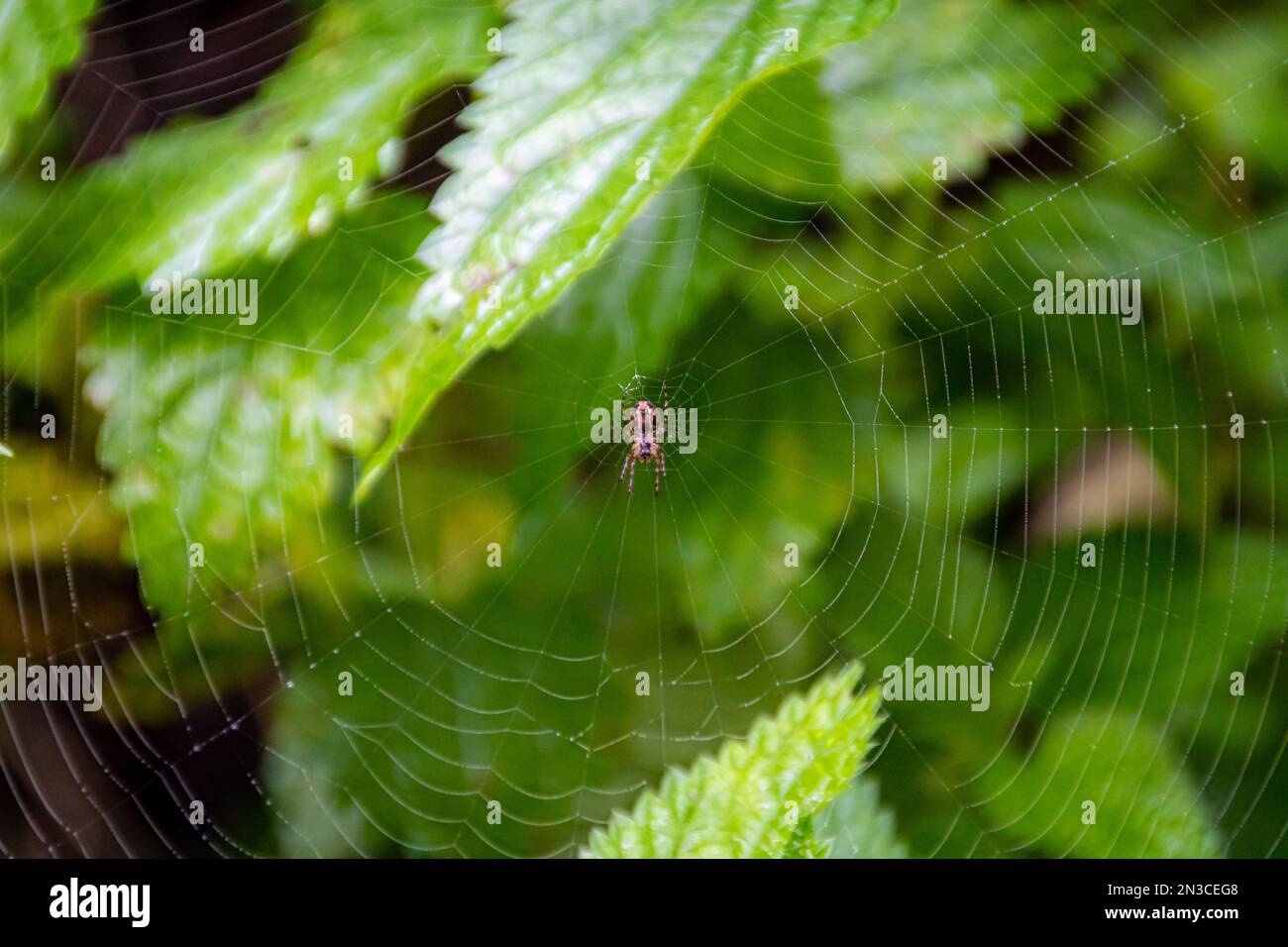 Spinne auf Spinnennetz auf grünem Hintergrund. Kreuzritterspinne auf Spinnennetz mit Waldhintergrund. Stockfoto