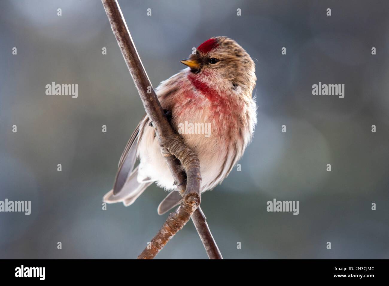 Nahaufnahme eines Common Redpoll (Acanthis flammea), der auf einem zur Seite blickenden Zweig thront; Fairbanks, Alaska, Vereinigte Staaten von Amerika Stockfoto