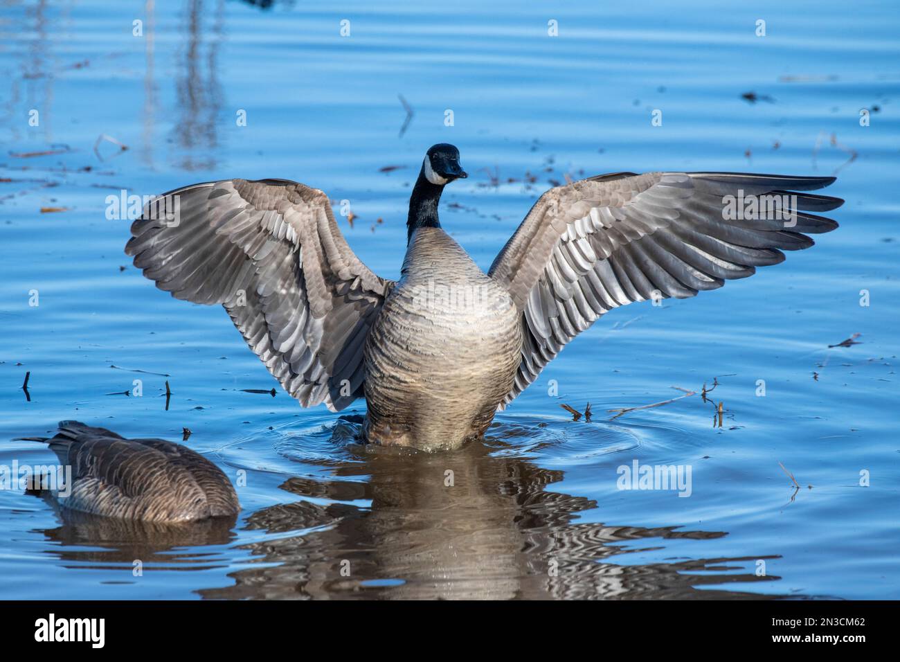 Die Kanadische Gänse (Branta canadensis) schlägt mit den Flügeln, während sie im flachen Wasser im Creamer's Field Migratory Waterfowl Refuge steht Stockfoto