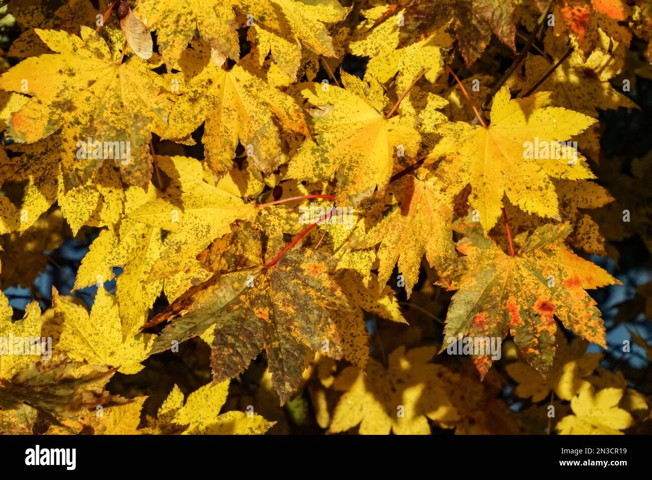 Nahaufnahme gesprenkelter gelber Ahornblätter (Acer) auf einem Baum; Sitka, Alaska, Vereinigte Staaten von Amerika Stockfoto