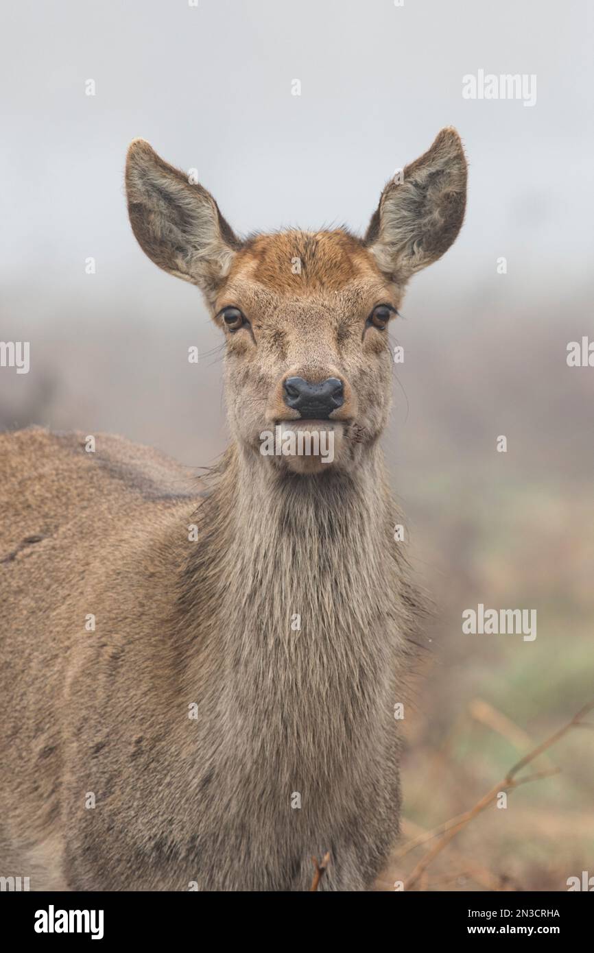 Weibliches Reh starrt in die Kamera Stockfoto