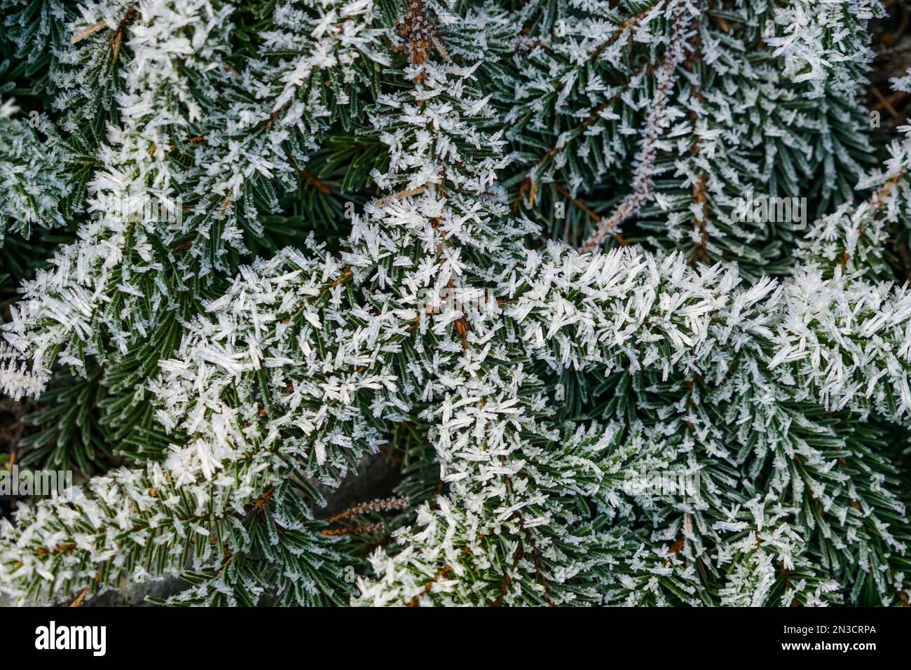 Nahaufnahme von Frost auf einem immergrünen Ast; Sitka, Alaska, Vereinigte Staaten von Amerika Stockfoto