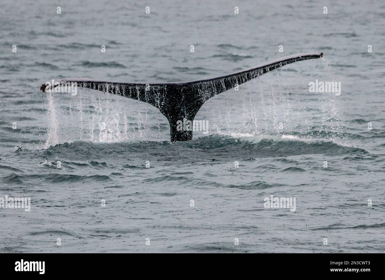 Nahaufnahme des Wassers, das vom Schwanz eines Tauchwals (Cetacea) in Auke Bay fließt; Juneau, Südost-Alaska, Alaska, Vereinigte Staaten von Amerika Stockfoto