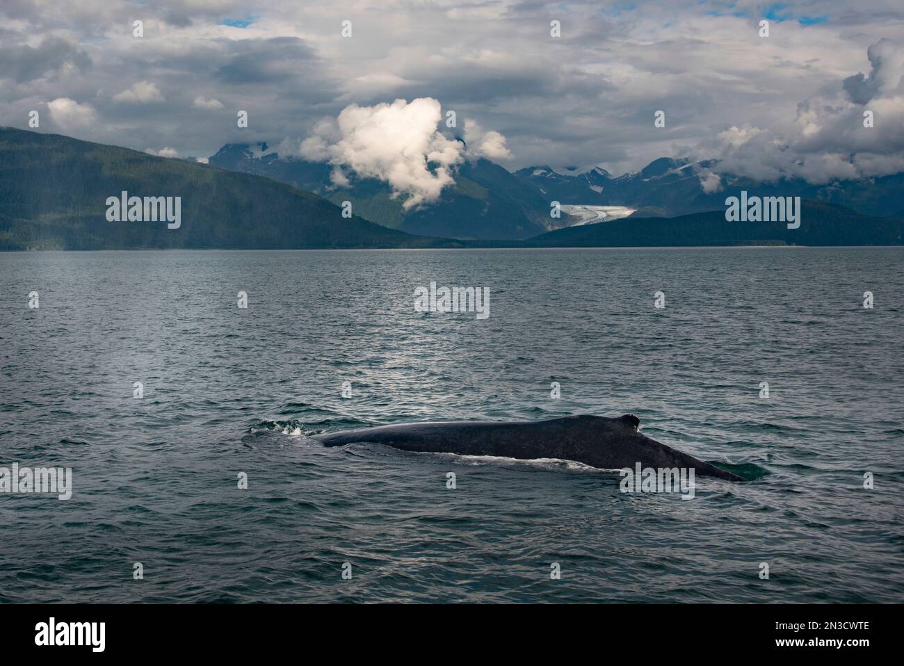 Wale (Cetacea) mit Adlergletscher im Hintergrund, nahe Juneau; Südost-Alaska, Alaska, Vereinigte Staaten von Amerika Stockfoto