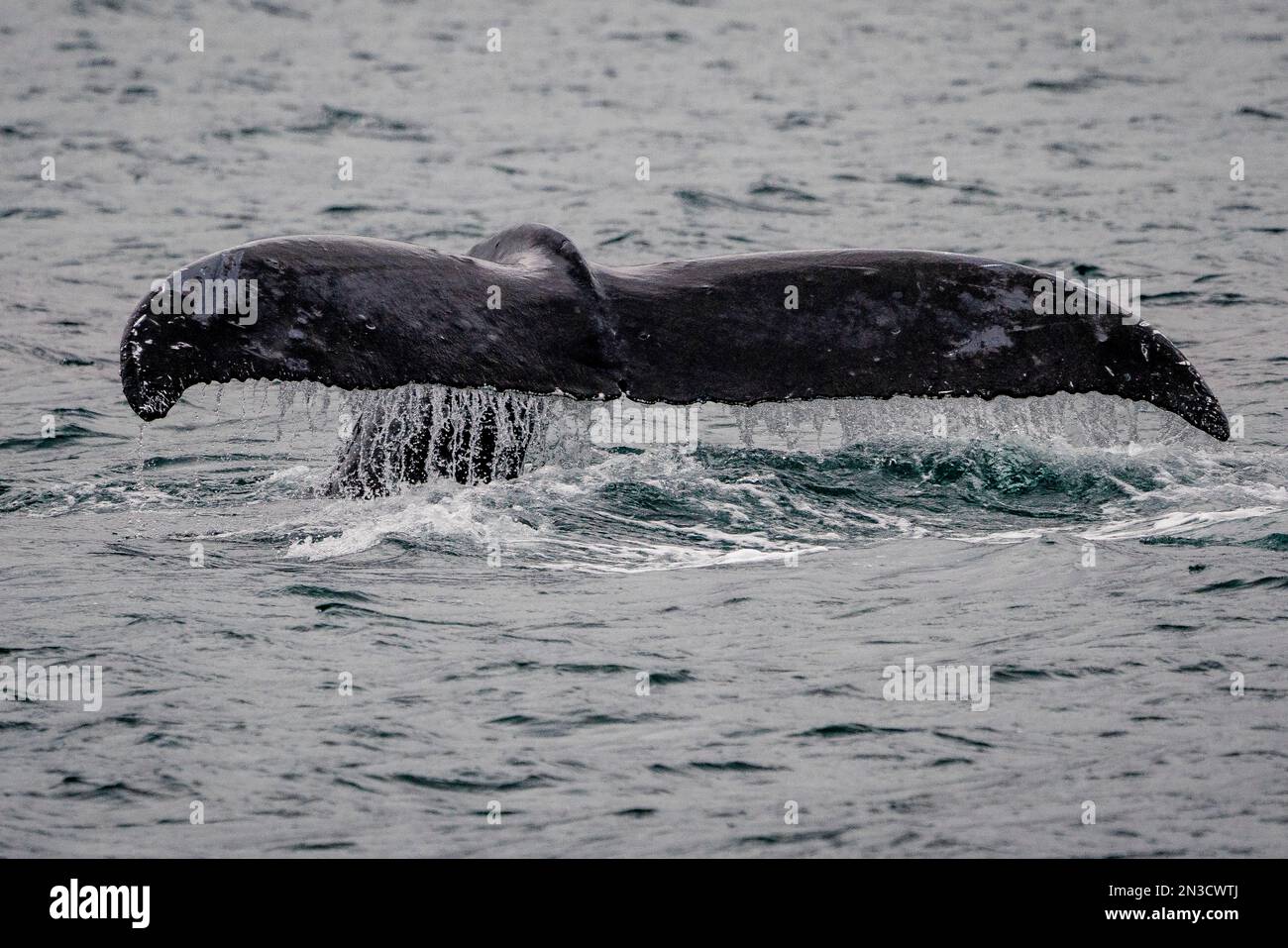 Nahaufnahme des Wassers, das vom Schwanz eines Tauchwals (Cetacea) in Auke Bay fließt; Juneau, Südost-Alaska, Alaska, Vereinigte Staaten von Amerika Stockfoto