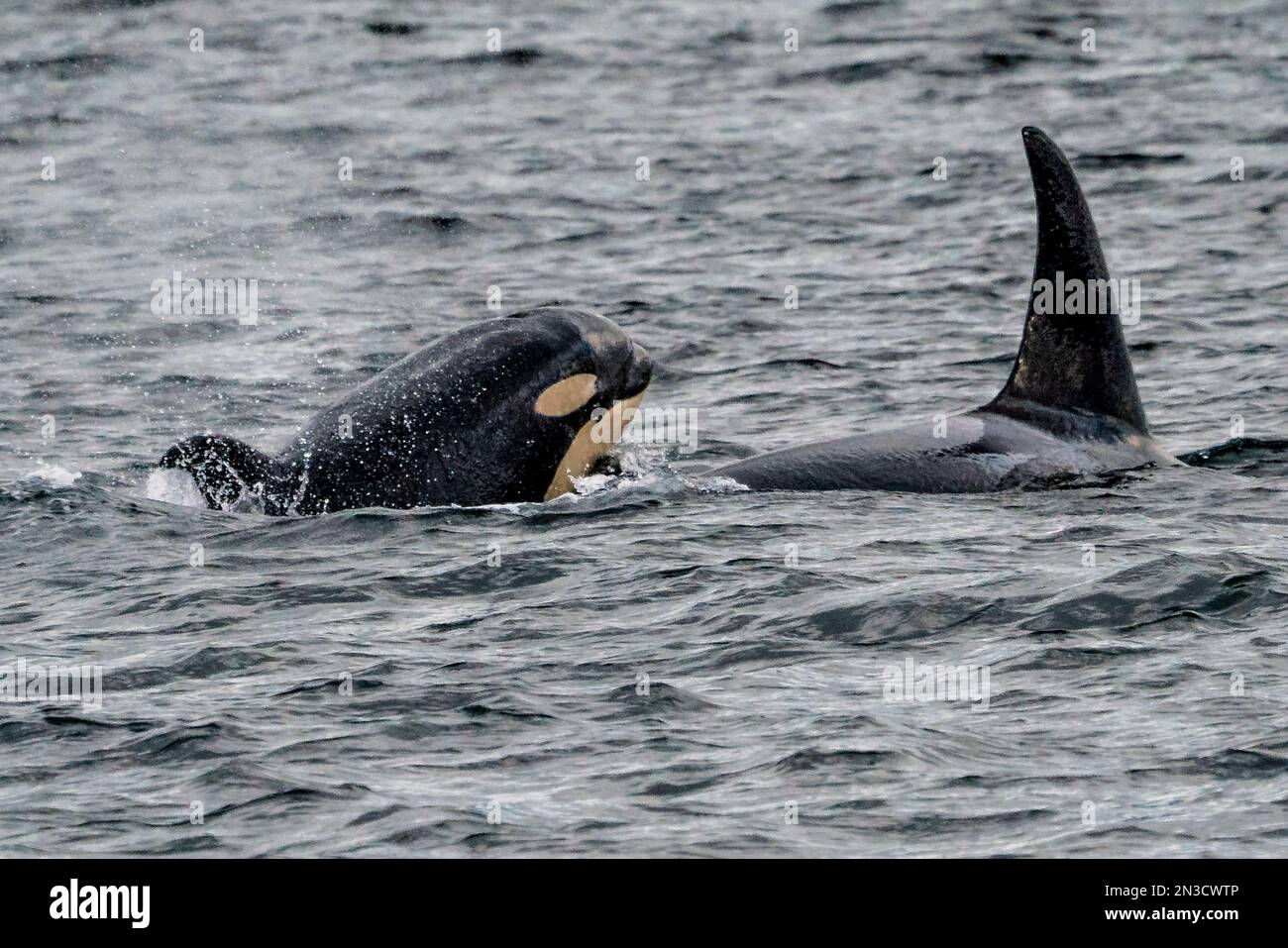Orcas (Orcinus Orcas), wahrscheinlich ein Weibchen und ihre Nachkommen, in der Chatham-Straße im Südosten Alaskas; Alaska, USA Stockfoto