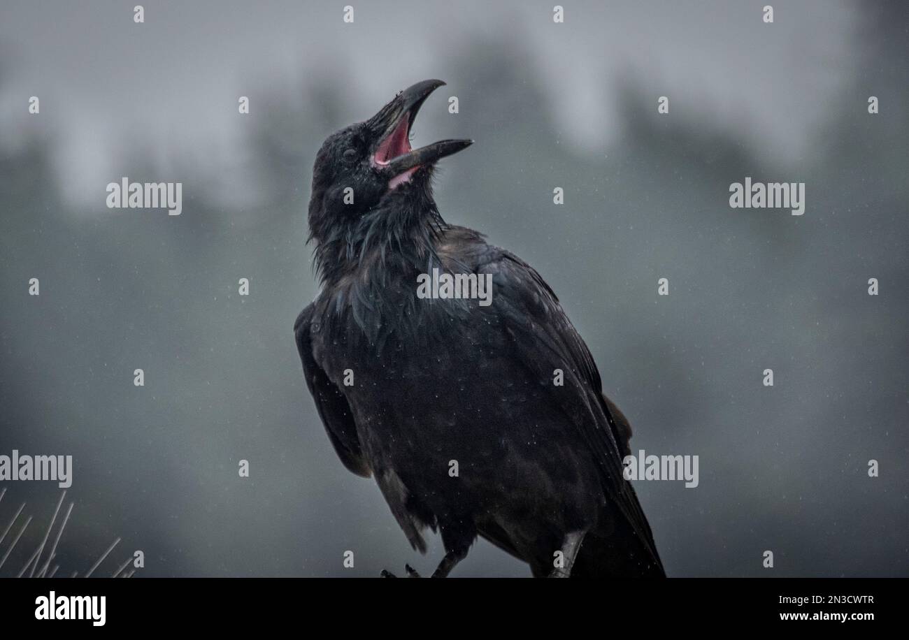 Alaska Raven (Corvus corax) ruft in die Wildnis Alaskas. Der Alaska Rabe ist das ganze Jahr über ansässig und nistet von der Halbinsel Seward und Bro... Stockfoto
