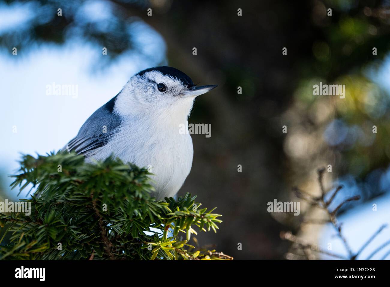 Weißbrustnuthatch, hoch oben in einem Baum in einem Nationalpark. Stockfoto