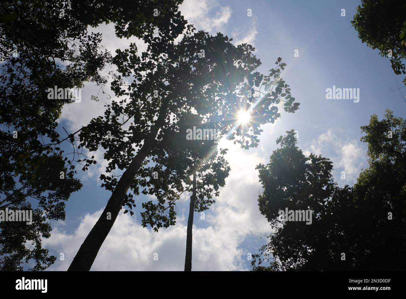 Sonniger Himmel zwischen Baumkronen Stockfoto