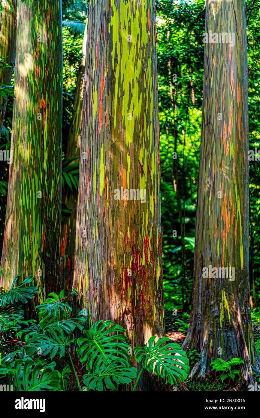 Regenbogen-Eukalyptusbäume (Eucalyptus deglupta) in einem hawaiianischen Regenwald; Maui, Hawaii, Vereinigte Staaten von Amerika Stockfoto
