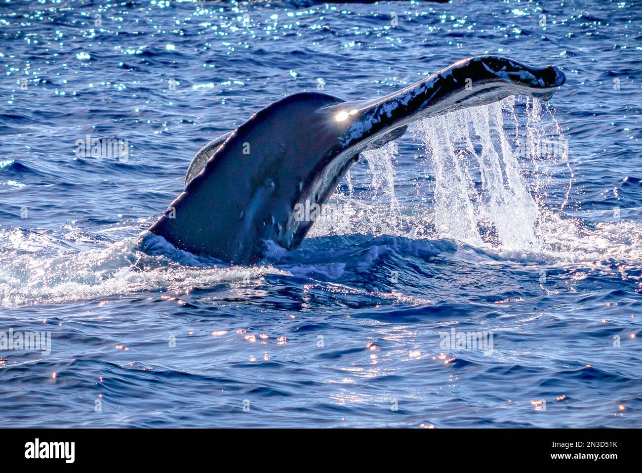 Nahaufnahme des Sonnenlichts, das vom Schwanz eines Wals (Cetacea) im Pazifischen Ozean reflektiert wird und Wasser vom flussufer fließt Stockfoto