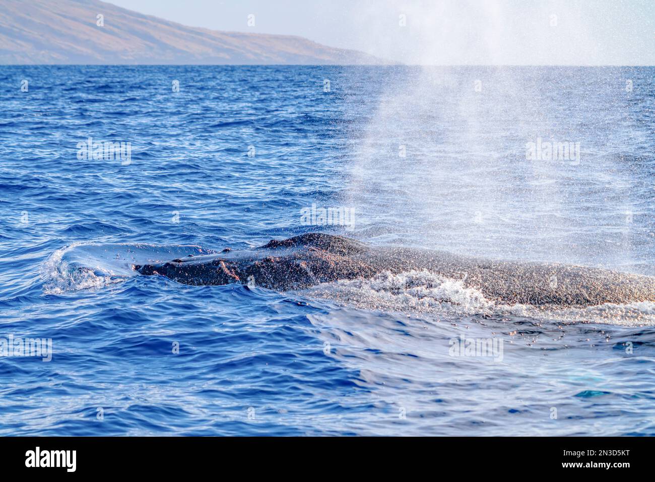 Nahaufnahme des Sonnenlichts, das den Luftdampf auf der Oberfläche eines Wals (Cetacea) im Pazifischen Ozean beleuchtet; Maui, Hawaii, Vereinigte Staaten von Amerika Stockfoto