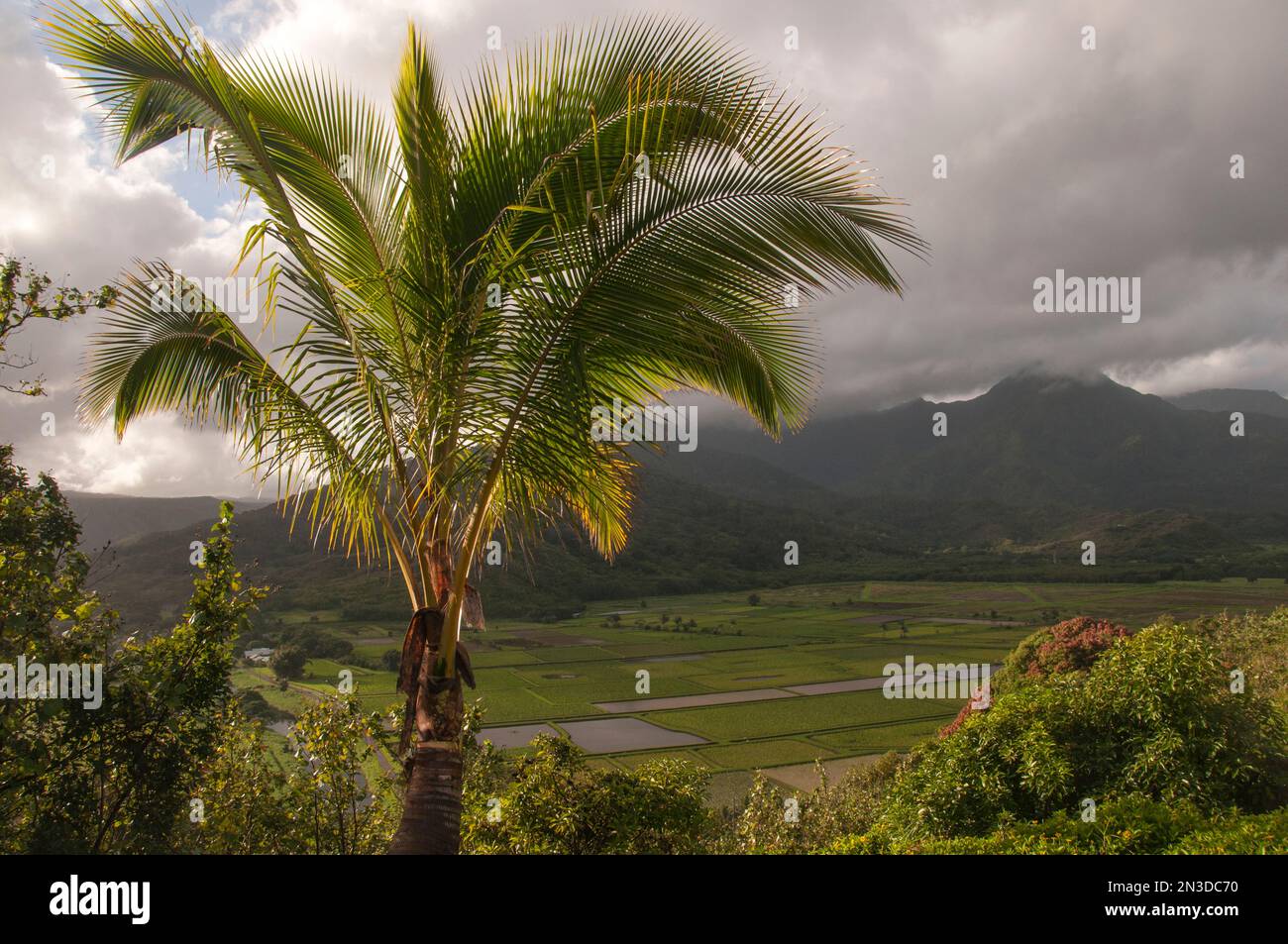 Palme, die den Überblick über die landwirtschaftliche Fläche auf der Insel Kauai gibt; Hanalei, Kauai, Hawaii, Vereinigte Staaten von Amerika Stockfoto