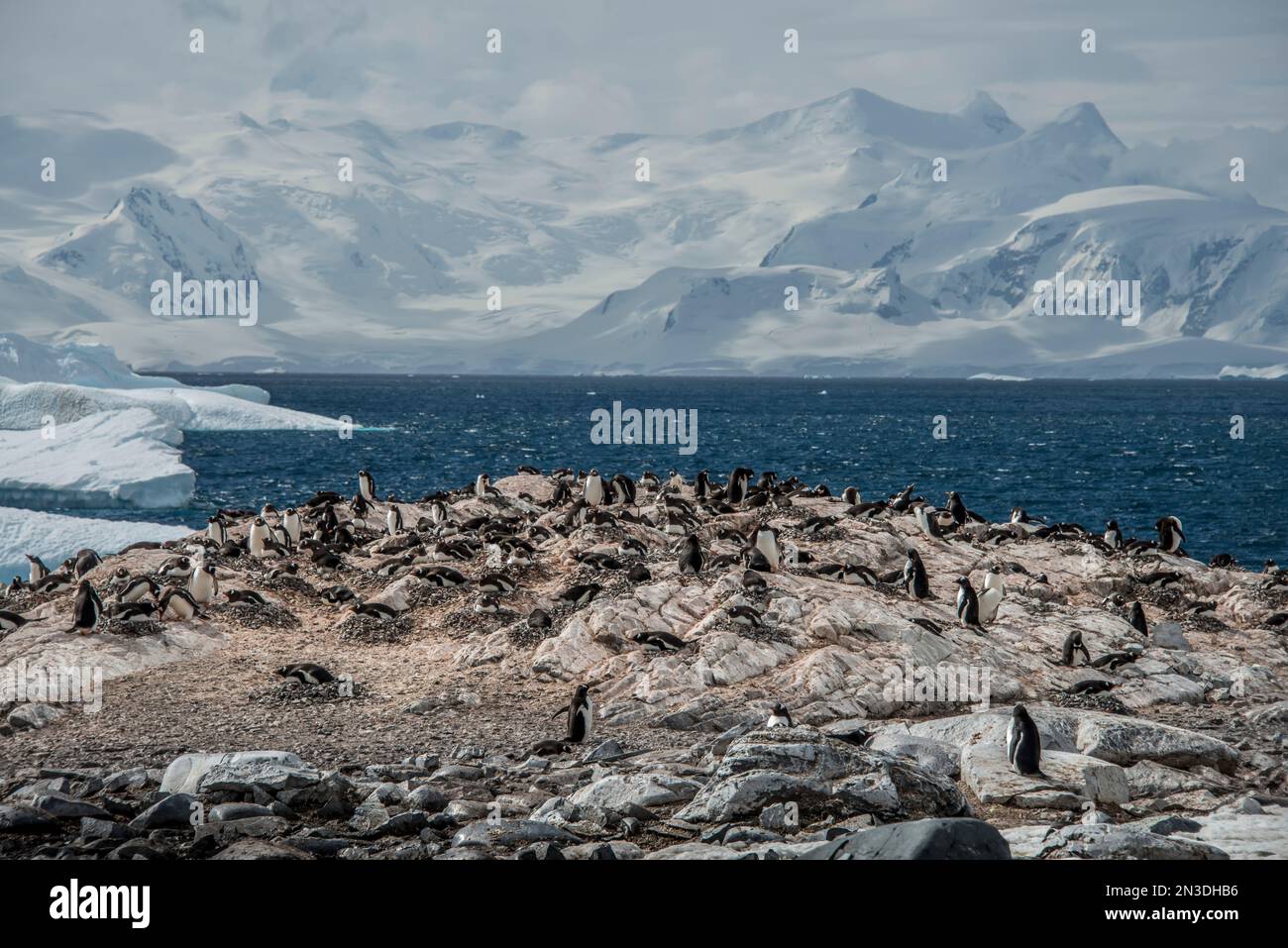 Kolonie der Gentoo-Pinguine (Pygoscelis Papua) auf der antarktischen Insel Cuverville; Antarktis Stockfoto