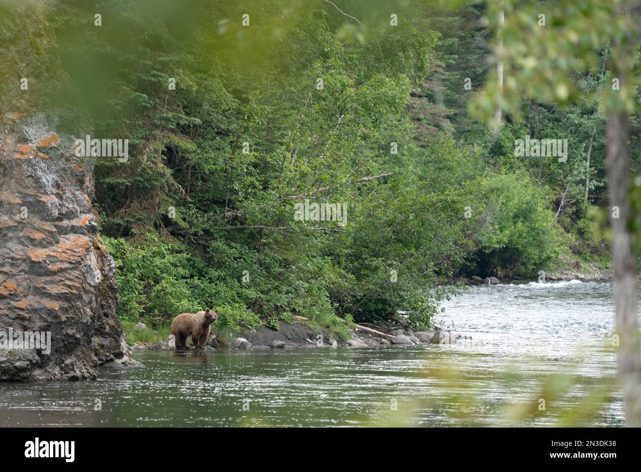 Grizzlybär (Ursus arctos horribilis), der den Nakina River in seinem natürlichen Lebensraum nach Lachsen durchsucht; Atlin, British Columbia, Kanada Stockfoto