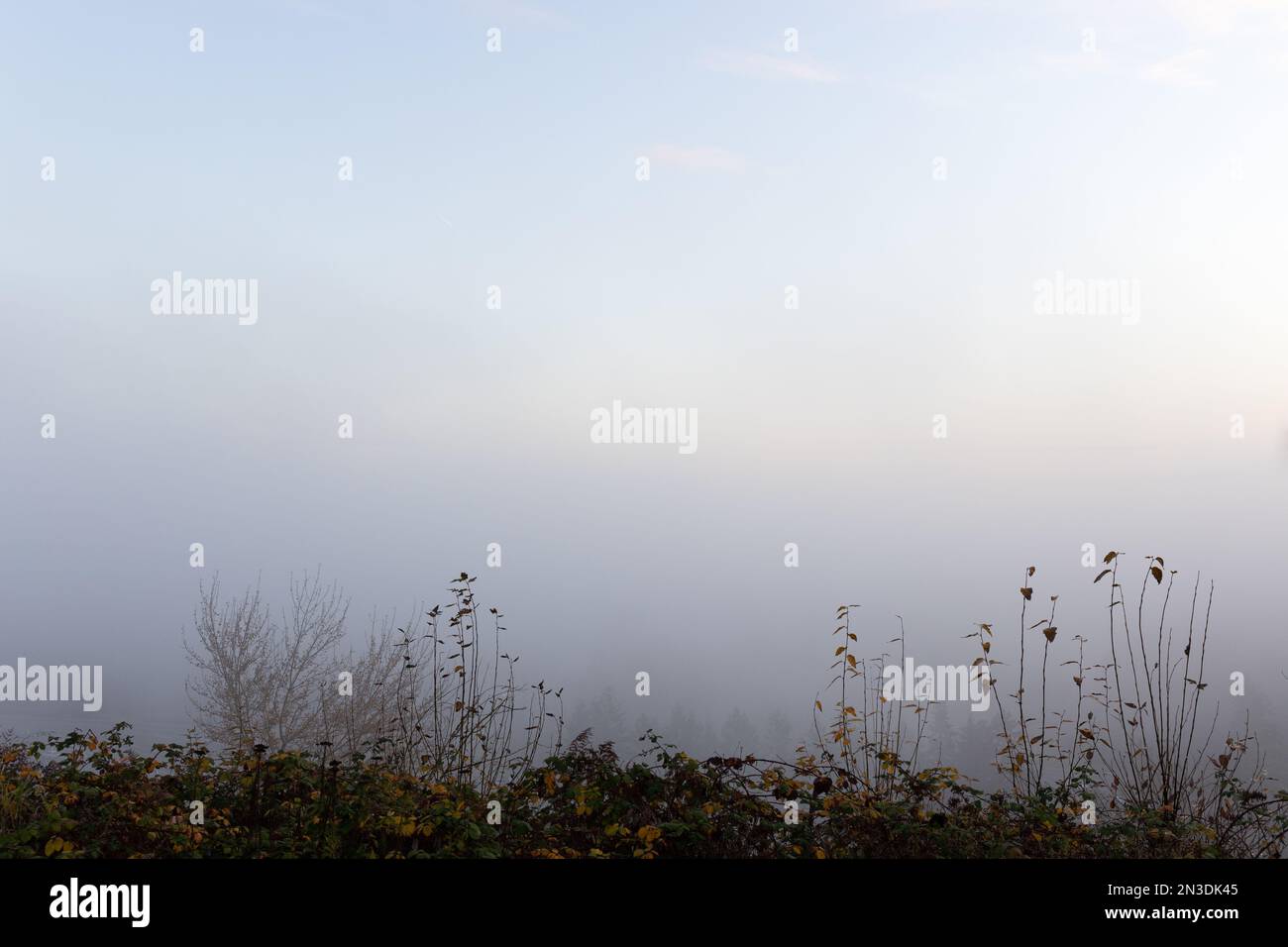 Niedriger Nebel mit klarem Himmel und Pflanzen im Vordergrund Stockfoto