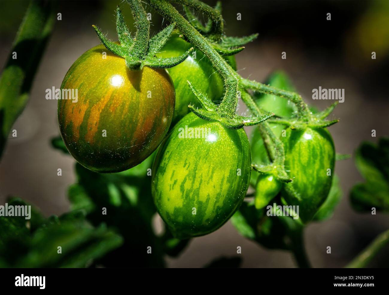 Nahaufnahme von Traubentomaten (Solanum lycopersicum var. Cerasiforme), reift auf der Rebe; Alberta, Kanada Stockfoto