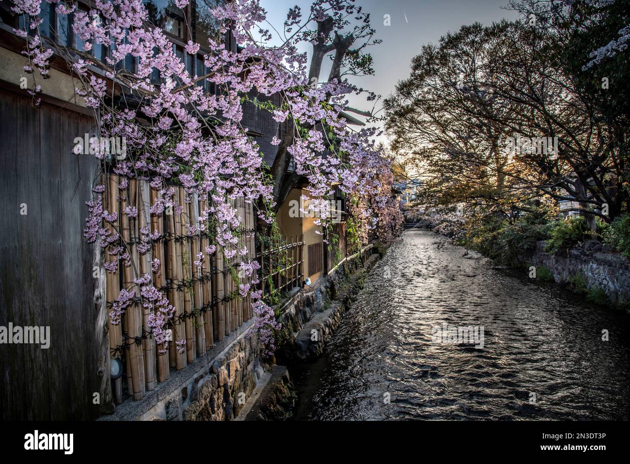 Kirschblüten entlang des Shirakawa-Kanals in Kyoto, einem historischen Teil der Stadt, in dem traditionelle Geisha-Kultur zu finden ist. Shirakawa, ... Stockfoto