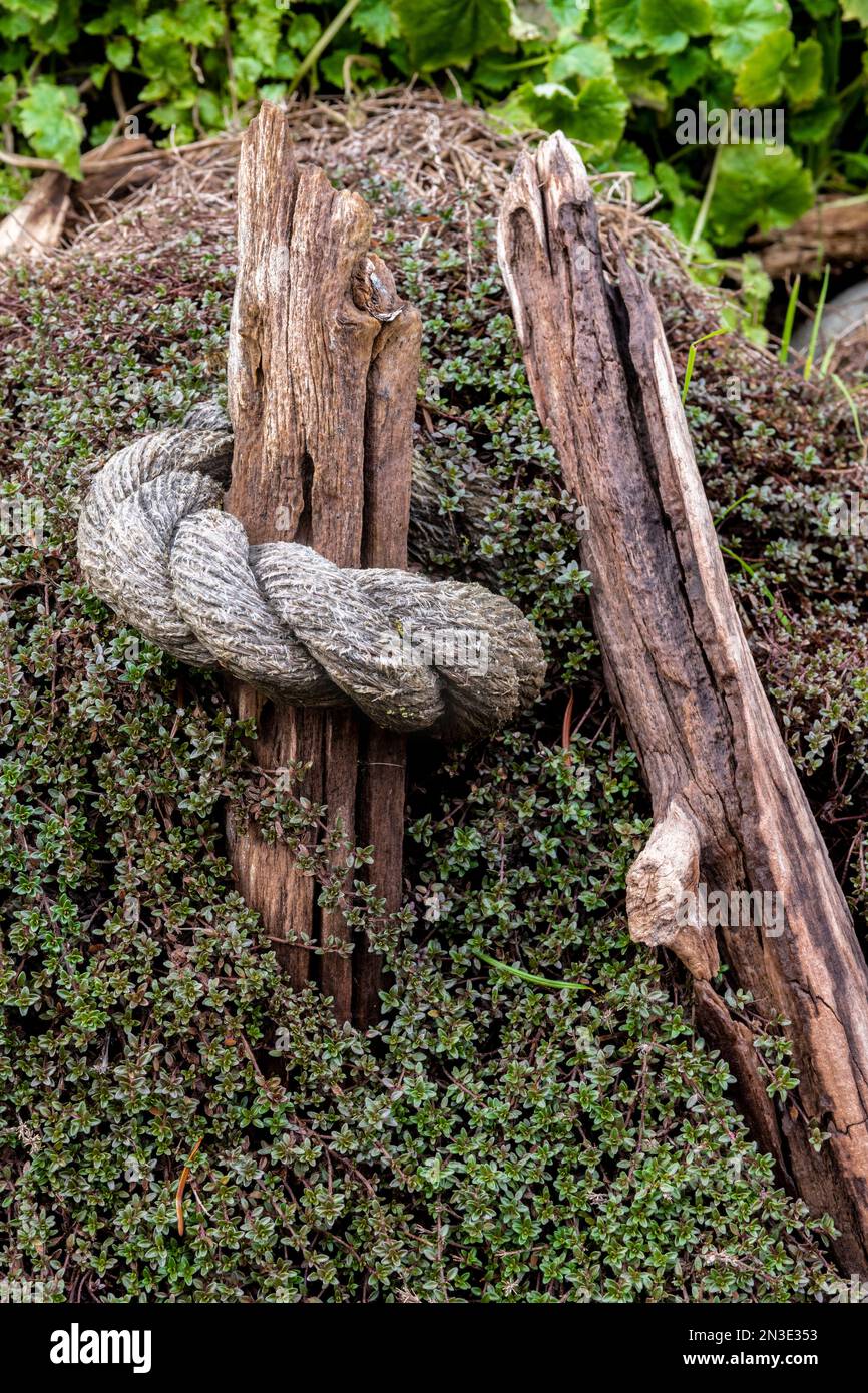 Nahaufnahme eines großen Seils, das um einen Stock gewickelt und von einer Landschaftspflanze bewachsen ist; Olympia, Washington, Vereinigte Staaten von Amerika Stockfoto