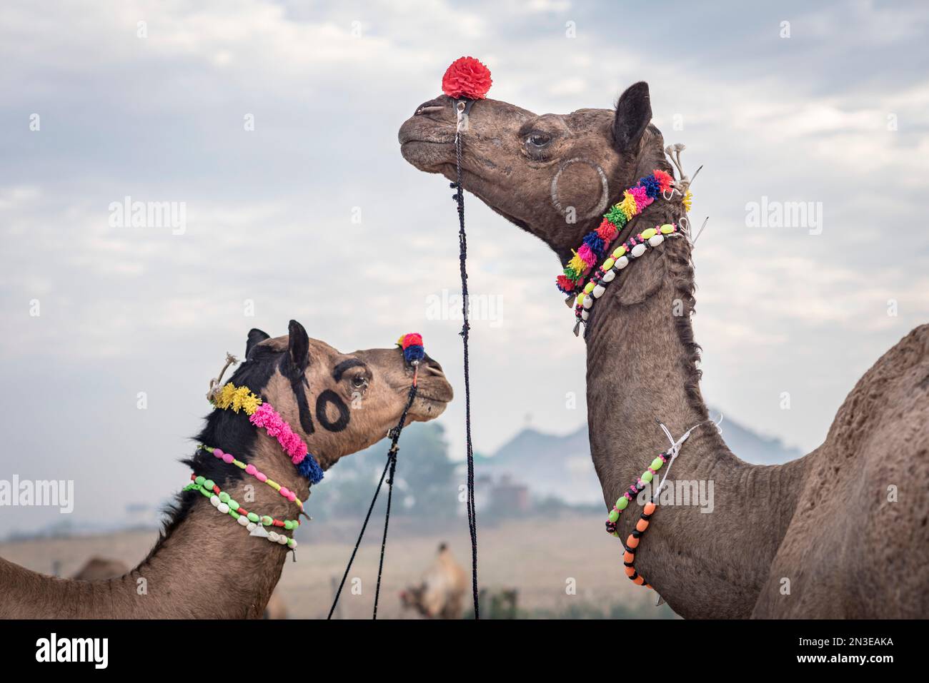 Kamele (Camelus) auf der Puskar Camel Fair; Pushkar, Rajasthan, Indien Stockfoto