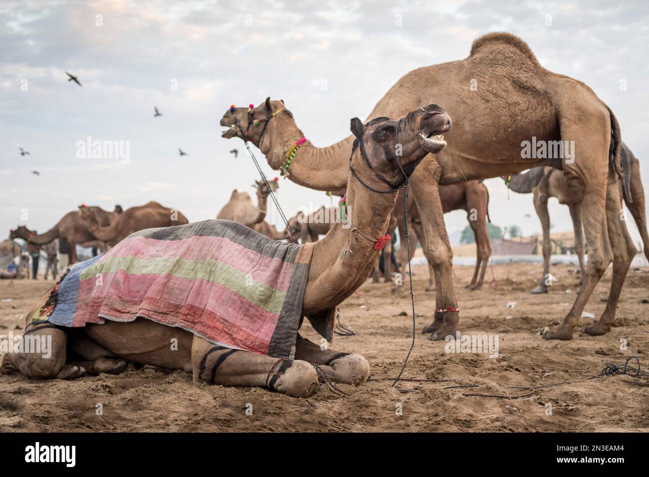 Kamele (Camelus) auf der Puskar Camel Fair; Pushkar, Rajasthan, Indien Stockfoto