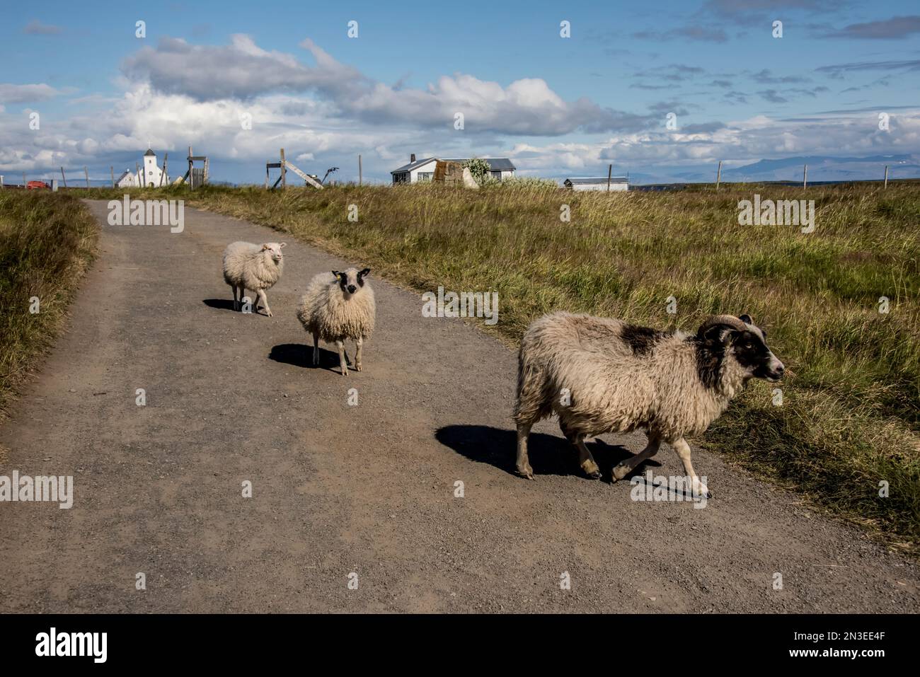 Schafe, die auf einem Feldweg durch die Gemeinde auf Flatey Island laufen, Teil einer Ansammlung von etwa vierzig großen und kleinen Inseln und Inselchen in... Stockfoto