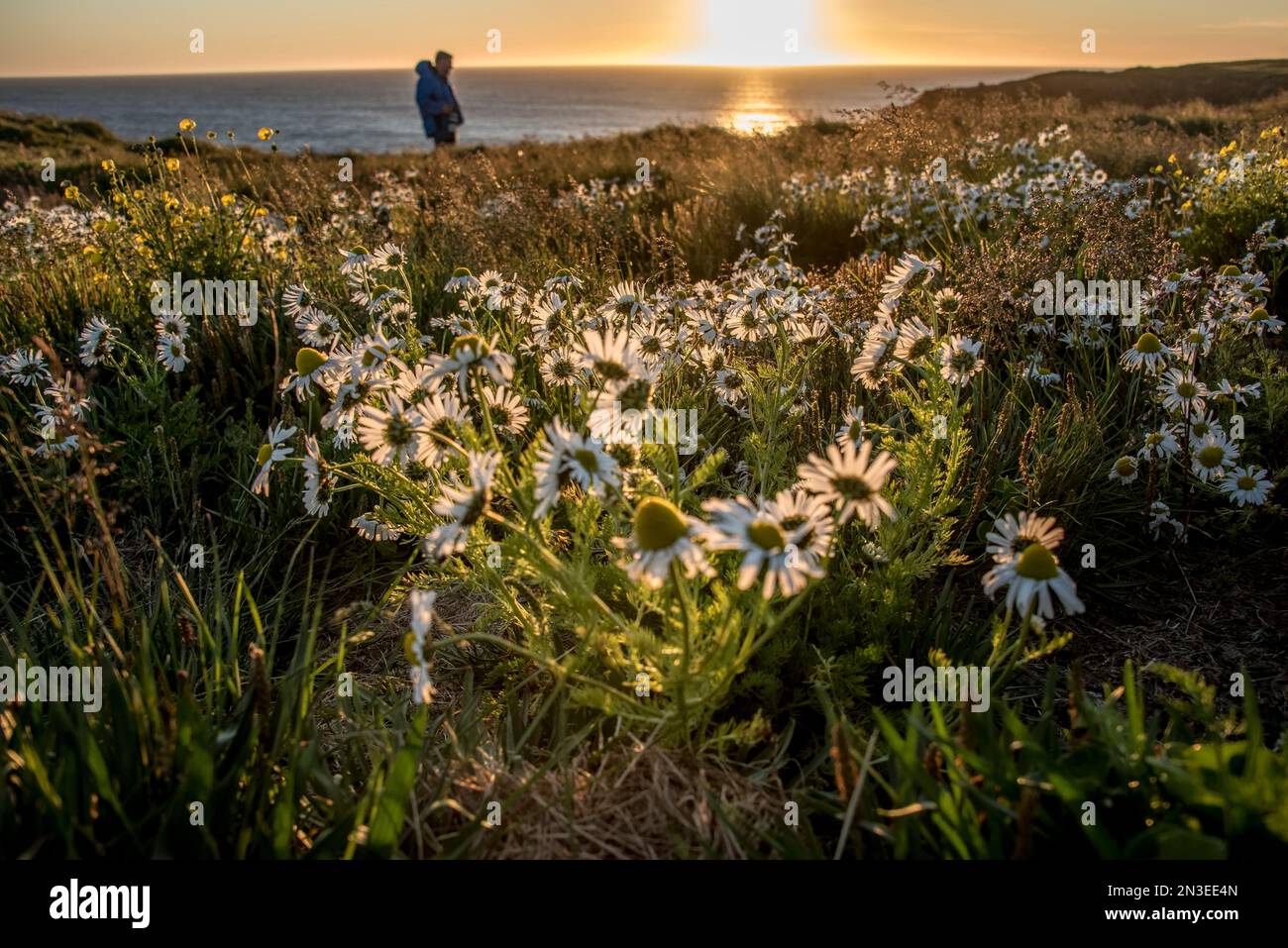 Eine Person spaziert entlang der Küste der Nordküste von Island mit wilden Blumen im Sommer, die in der Dämmerung im Vordergrund sonnenbeleuchtet sind; Husavik, Island Stockfoto