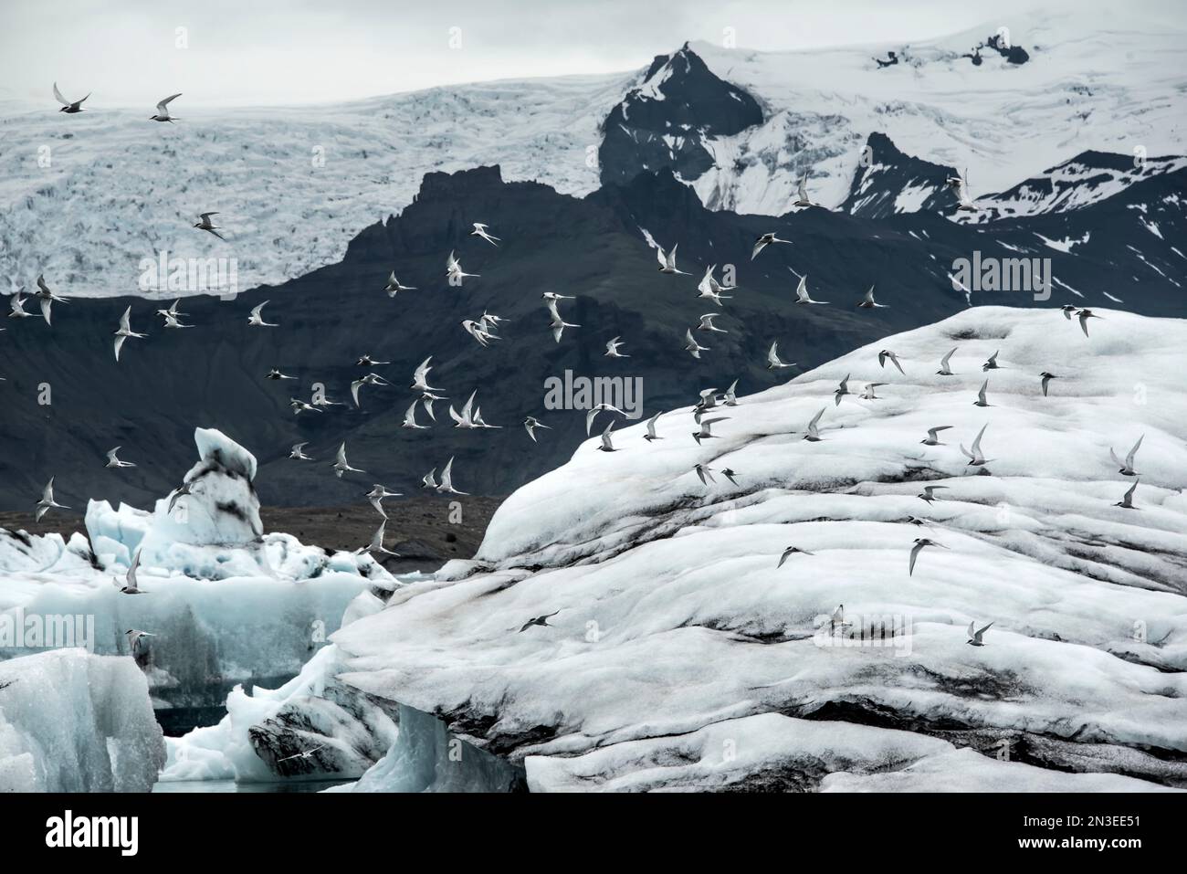 Polarseeren (Sterna paradisaea) fliegen über die eisige, glaziale Landschaft in der Glacier River Lagoon Area, wo kalbte Eisberge aus dem Vatnajokul... Stockfoto