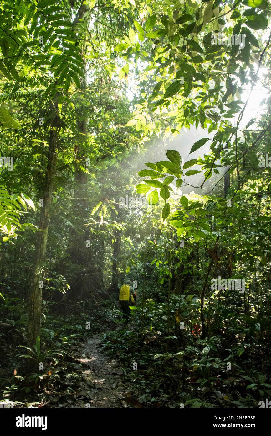Blick von hinten auf einen Wissenschaftler und eine Höhlenwanderung durch den Regenwald auf einer Expedition im Gunung Mulu Nationalpark Stockfoto
