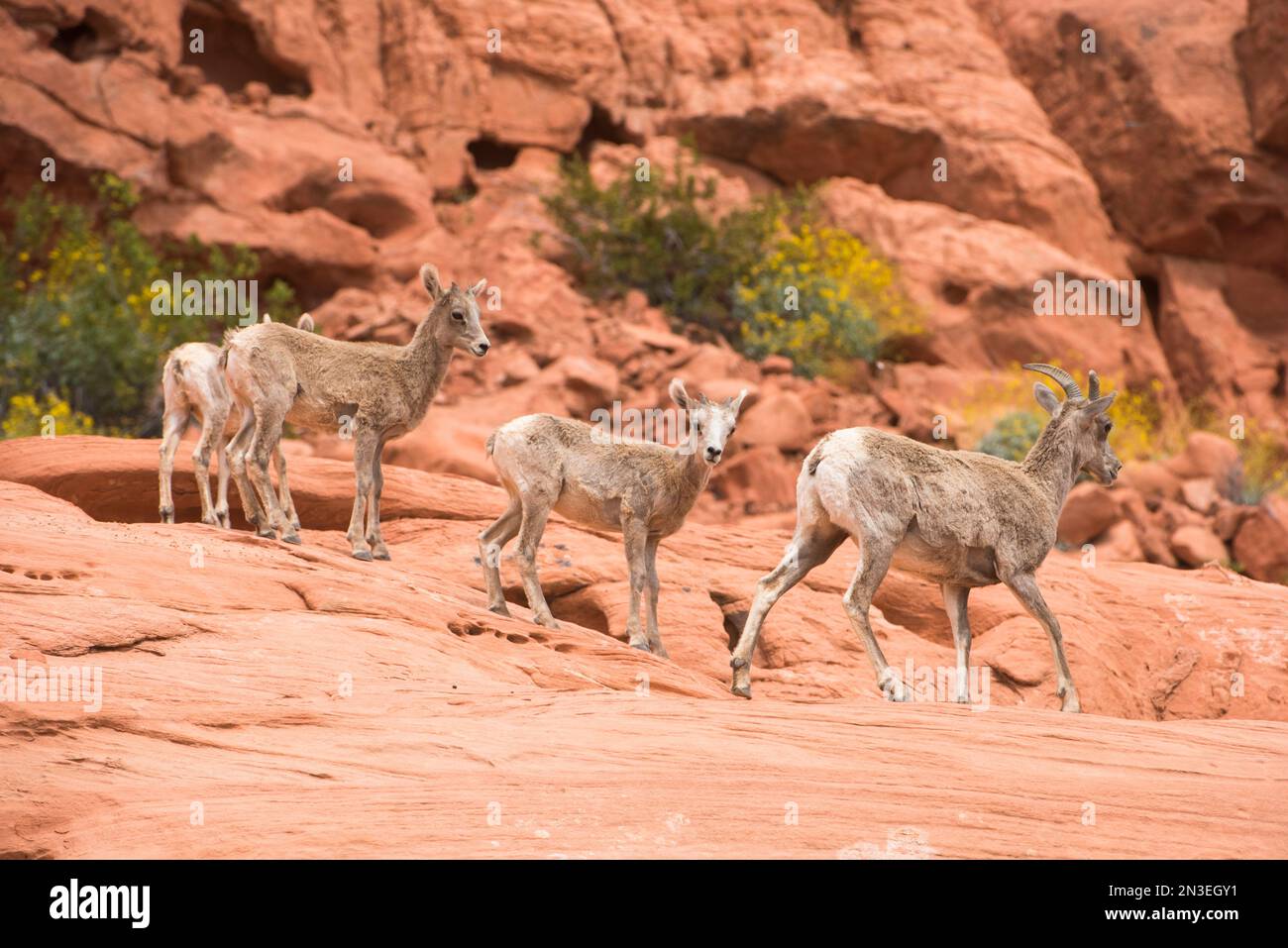 Wüstenbighorn (Ovis canadensis nelsoni) Schafe und Lämmer in roten Felsen mit gelb blühenden Brittlebush (Encelia farinosa) in Valley of Fire St... Stockfoto