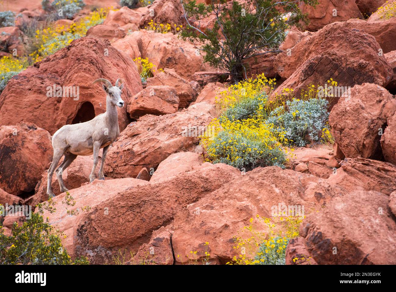 Wüstenbighorn (Ovis canadensis nelsoni) Schafe, die auf den roten Felsen mit gelb blühendem Brittlebush (Encelia farinosa) im Valley of Fire ... stehen Stockfoto