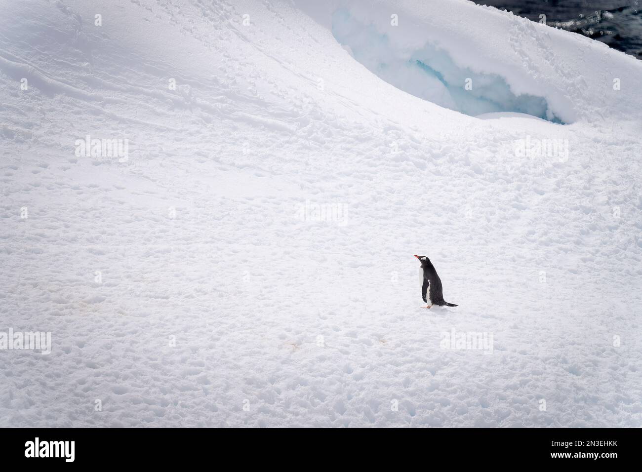 Gentoo-Pinguin (Pygoscelis papua) steht unterhalb des Hügels im Schnee; Antarktis Stockfoto