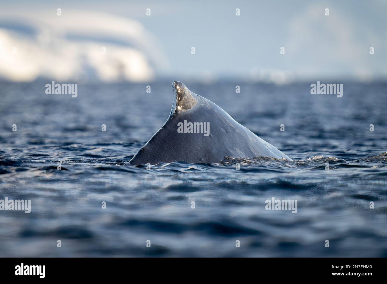 Buckelwal (Megaptera novaeangliae) taucht in der Nähe von Eis vor Enterprise Island auf; Wilhelmina Bay, Antarktis Stockfoto