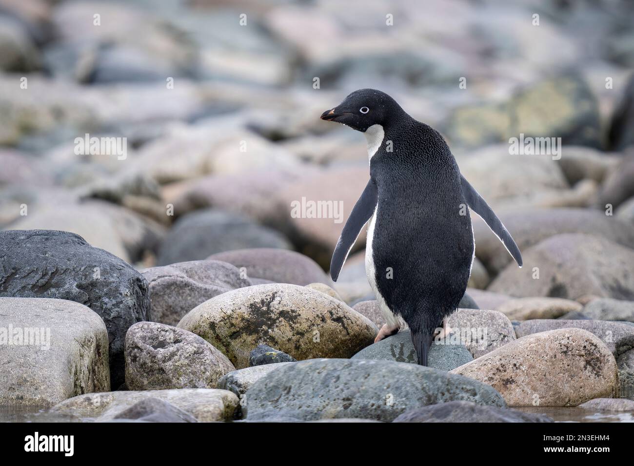 Porträt eines Adelie-Pinguins (Pygoscelis adeliae), der auf Felsen an einem Kieselstrand steht und über seine Schulter blickt; Cuverville Island, Antarktis Stockfoto