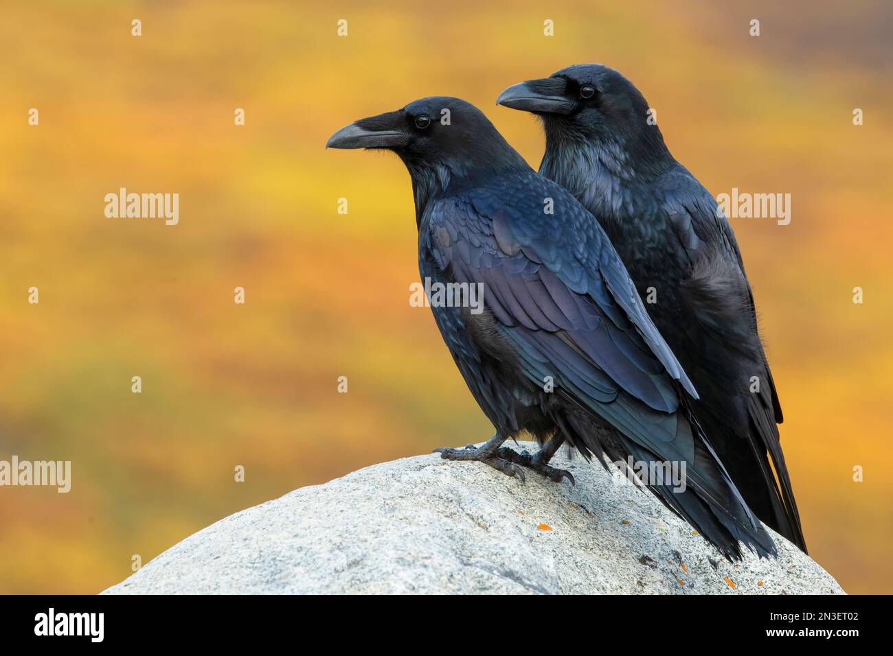 Gewöhnliche Raben (Corvus corax) sitzen auf einem Felsen mit Herbstfarben im Hintergrund; Dawson City, Yukon, Kanada Stockfoto