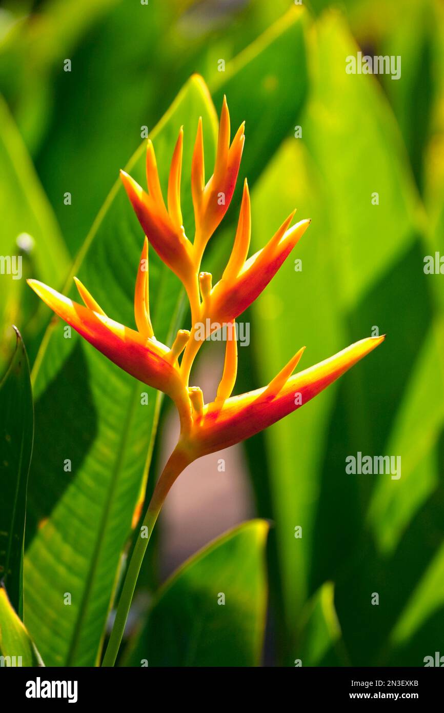 Aus nächster Nähe sehen Sie die dramatische Blume Heliconia Nickeriensis oder False Bird of Paradise (Heliconiaceae); Paia, Maui, Hawaii, Vereinigte Staaten von Amerika Stockfoto