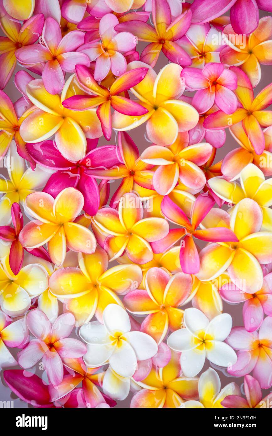 Nahaufnahme einer Vielzahl von Farben der Plumeria-Blüten, (Frangipani); Maui, Hawaii, Vereinigte Staaten von Amerika Stockfoto