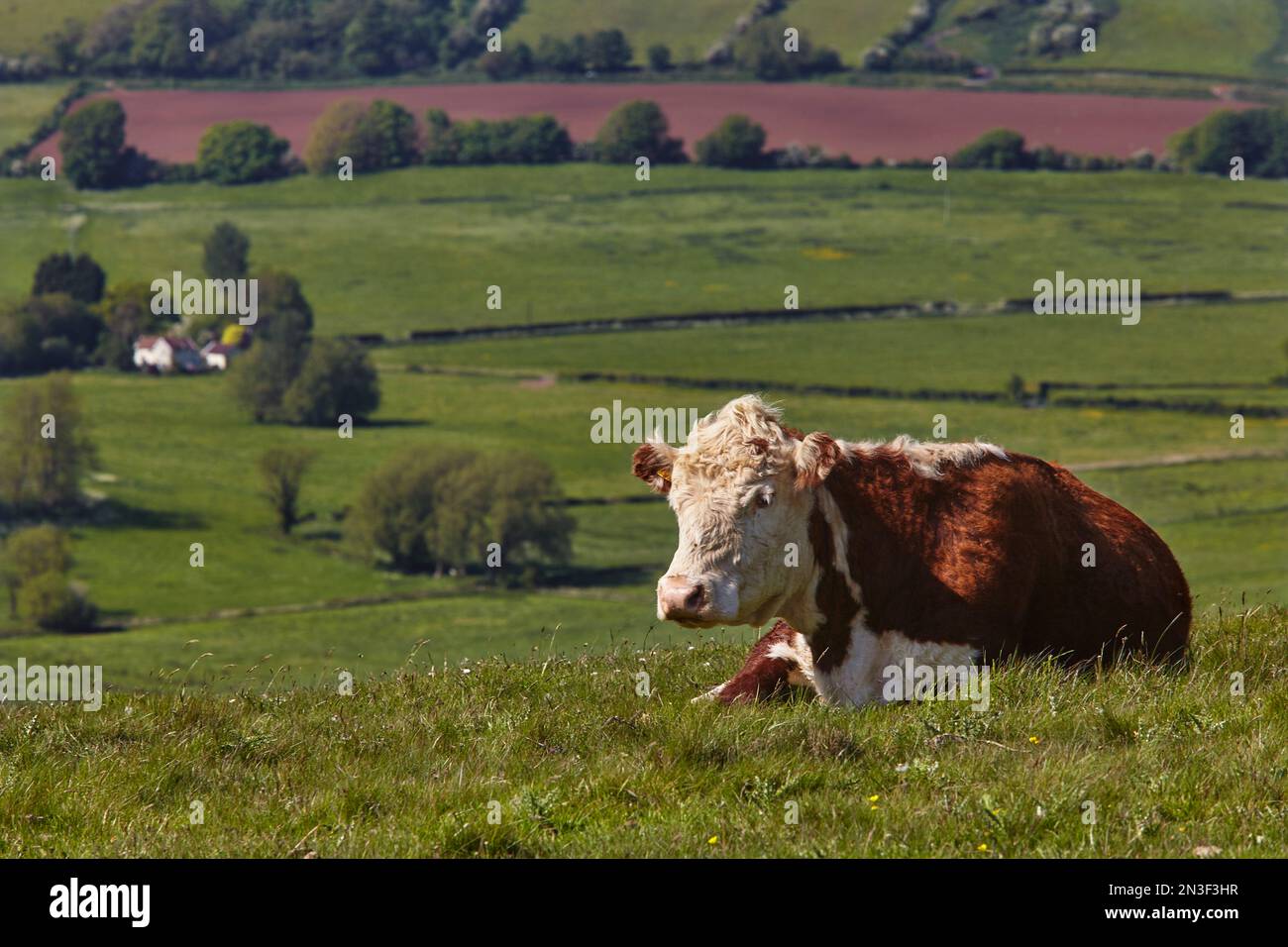 Porträt einer im Gras liegenden Kuh (Bos taurus) auf dem Crook Peak bei Cheddar; Somerset, England, Großbritannien Stockfoto