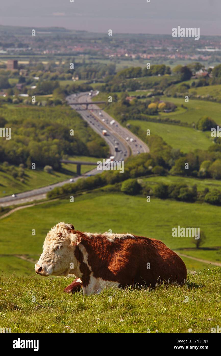 Eine Kuh (Bos taurus) liegt im Gras auf dem Crook Peak bei Cheddar, mit der M5 im Hintergrund; Somerset, England, Großbritannien Stockfoto