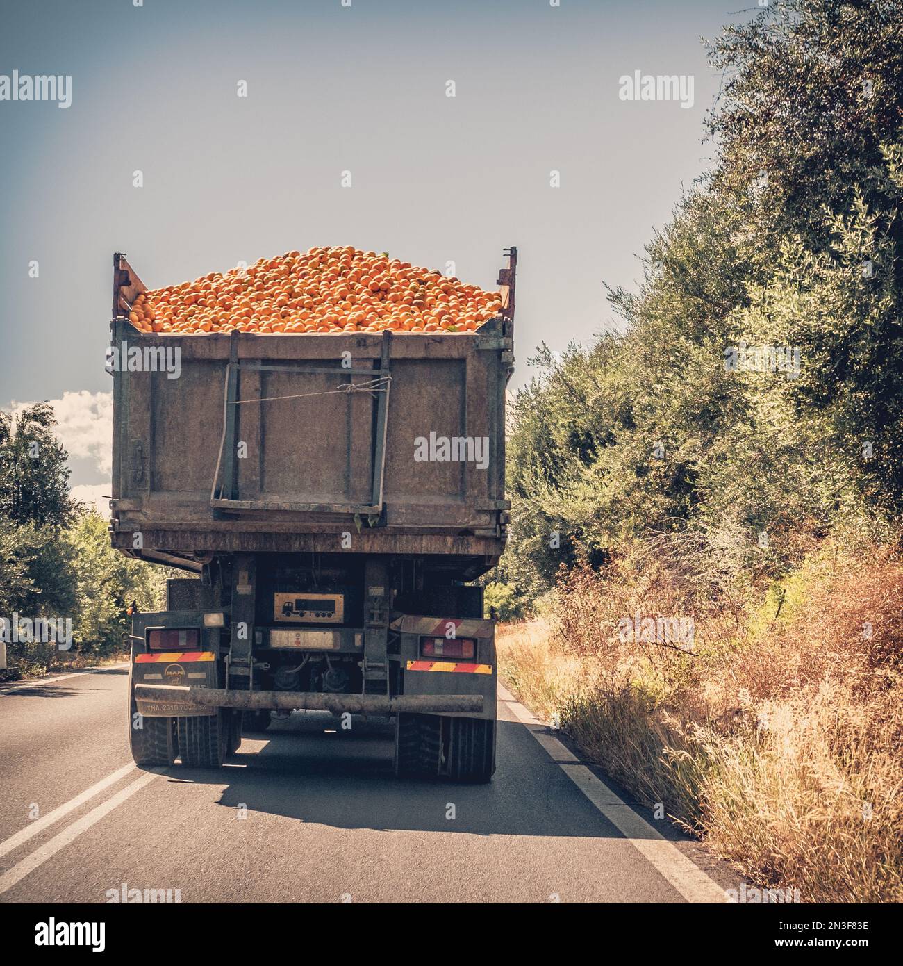 Orangen, die auf einem Lastwagen transportiert wurden Stockfoto