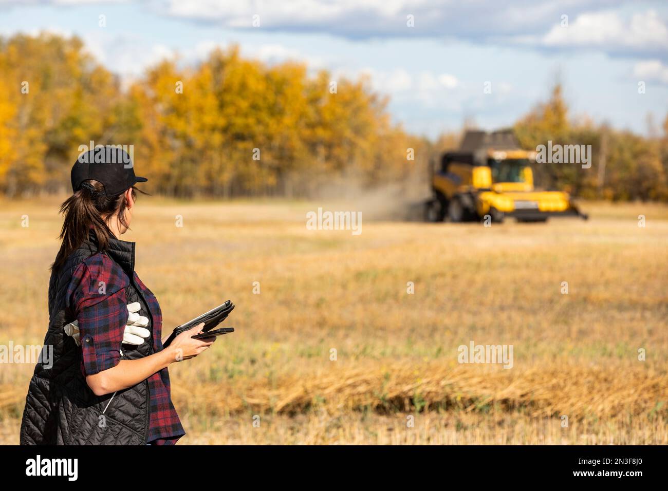 Eine Frau, die tragbare drahtlose Geräte verwendet, um eine Ernte im Herbst mit einem Mähdrescher im Hintergrund zu verwalten und zu überwachen Stockfoto