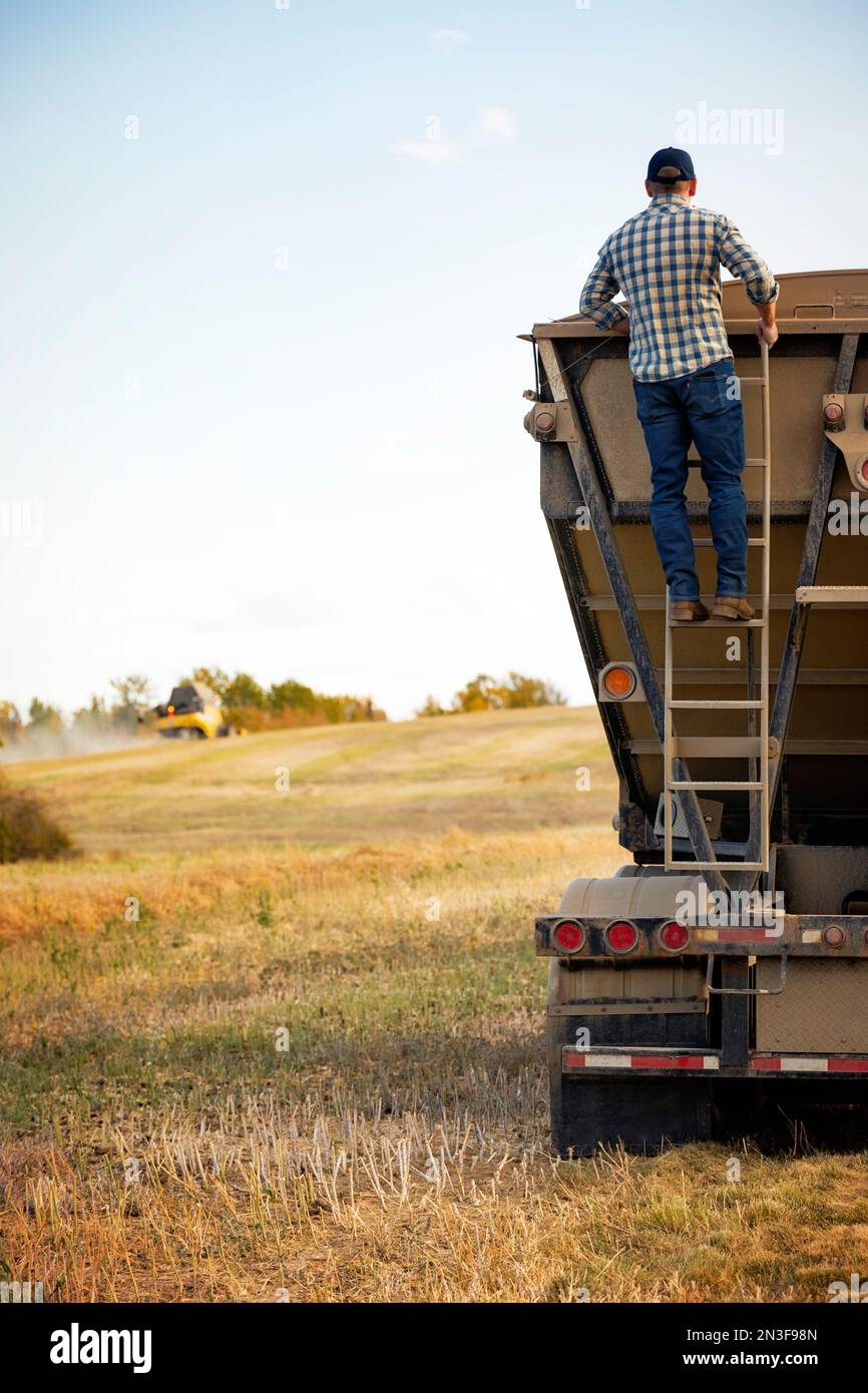 Blick von hinten auf einen Landwirt, der seine Rapsladung in einem Getreidetransporter überprüft und den Abschluss der HerbstRapsernte mit einer co.... Stockfoto