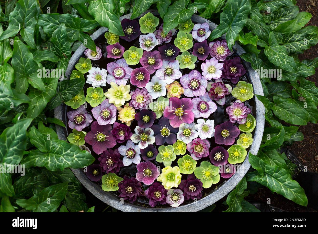 Blick von oben auf die schwimmenden Hellebenblüten in einem Pflanzgefäß umgeben von üppigem Laub, VanDusen Botanical Garden, Vancouver, BC Stockfoto