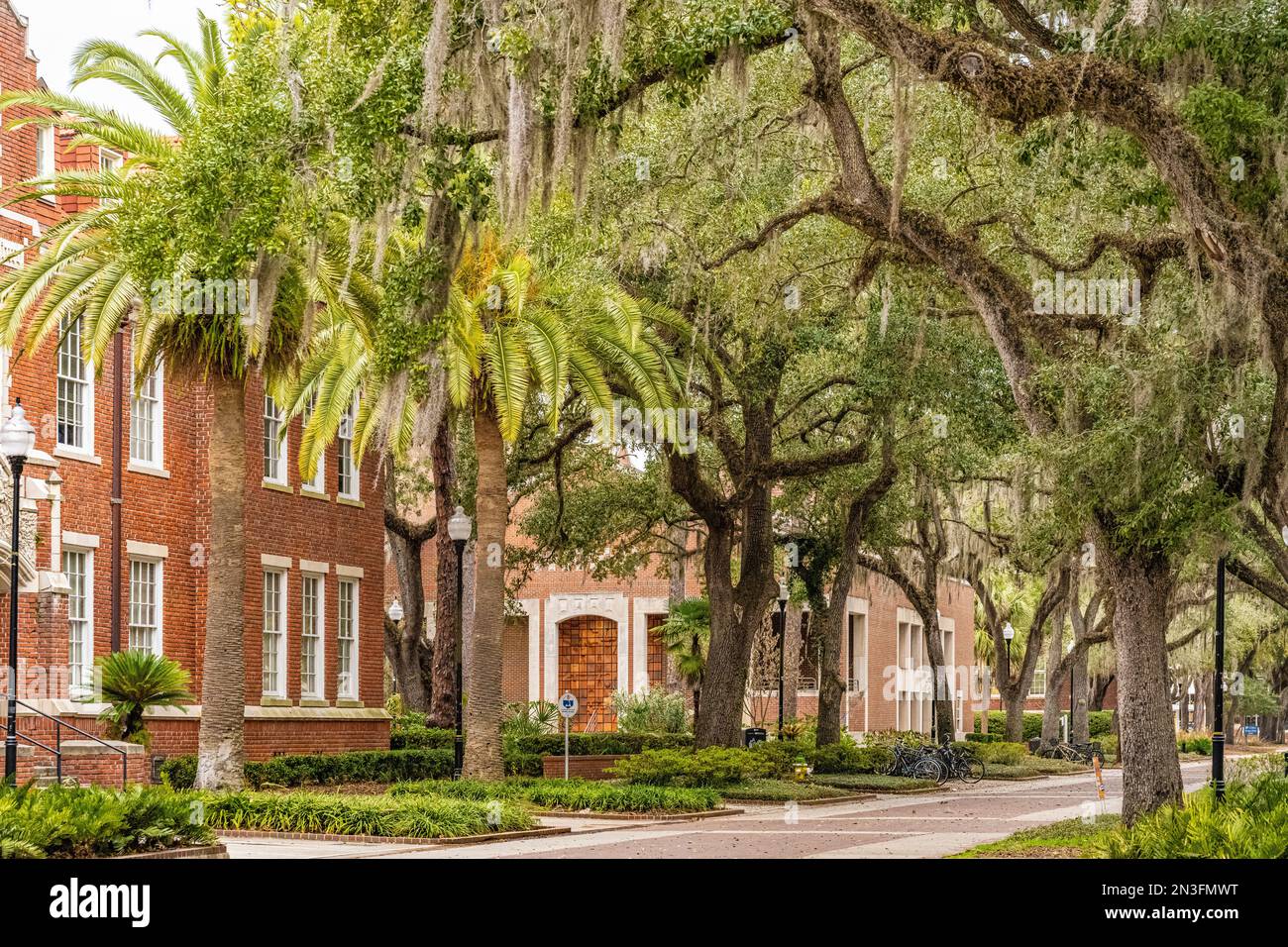 Palmen, Eichen und spanisches Moos auf dem Campus der University of Florida in Gainesville, Florida. (USA) Stockfoto