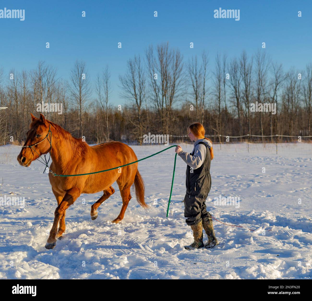 Ein Mädchen, das ein Pferd auf einem verschneiten Feld trainiert; Ottawa Valley, Ontario, Kanada Stockfoto