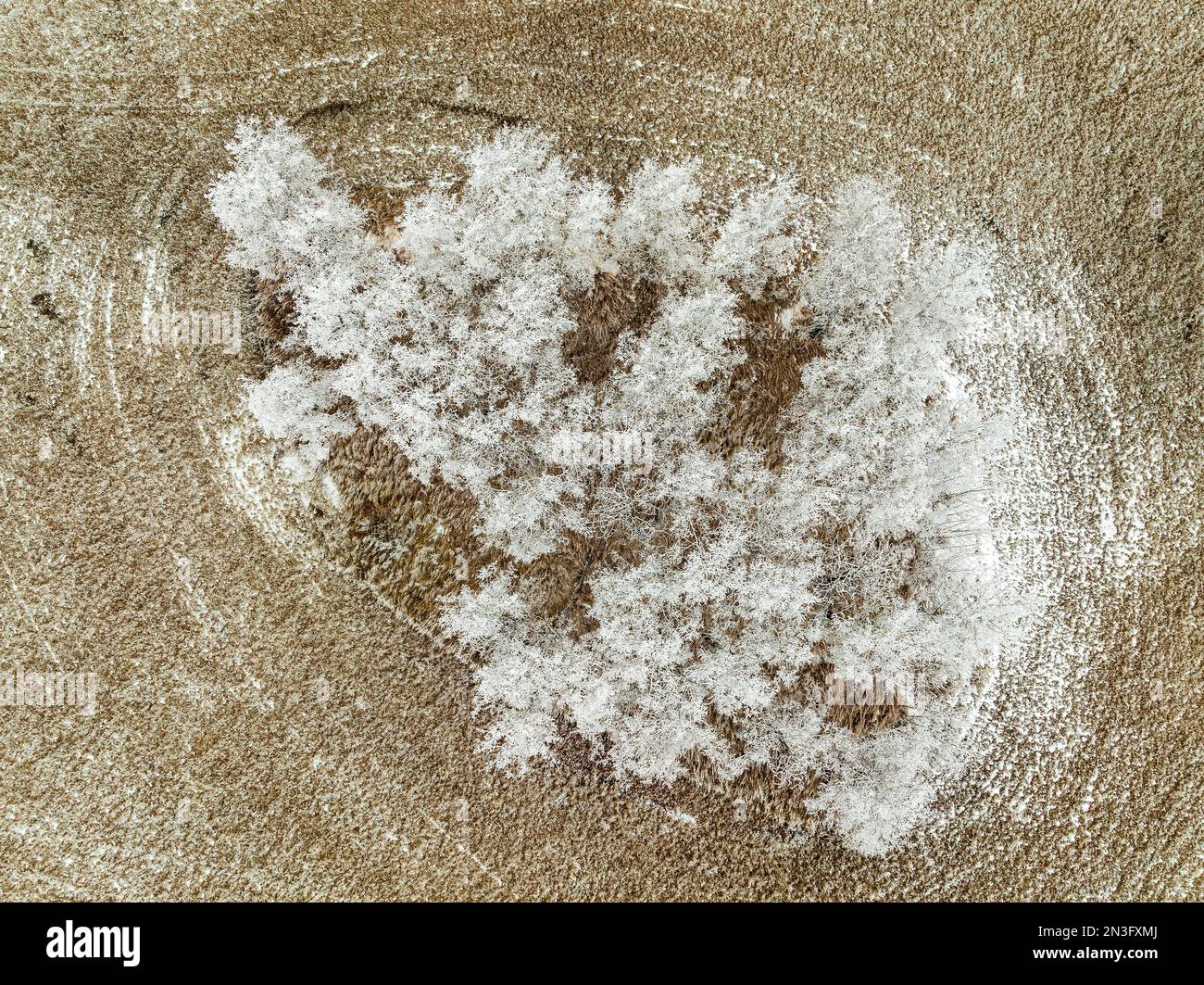 Blick von oben auf eine Gruppe von Frostbäumen in einem Stoppelfeld westlich von Calgary in Alberta, Kanada Stockfoto