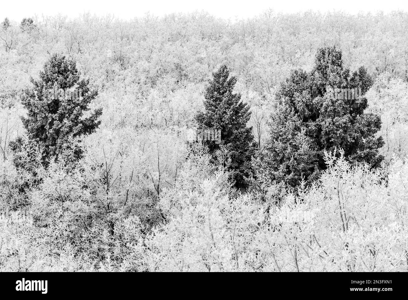 Frostige immergrüne Bäume an einem Hügel mit frostigen Laubbbäumen in Calgary, Alberta, Kanada Stockfoto