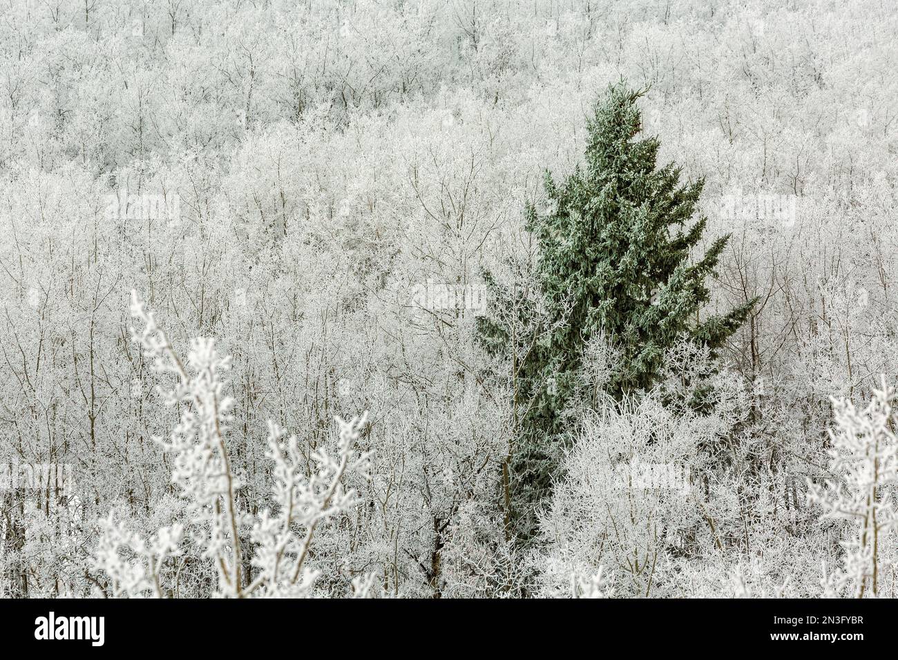 Immergrüner Frostbaum inmitten eines Hügels aus Milchbäumen in Calgary, Alberta, Kanada Stockfoto