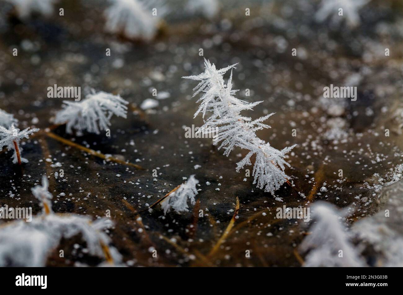 Nahaufnahme von Gräsern mit Zinken in einer gefrorenen Pfütze; Calgary, Alberta, Kanada Stockfoto
